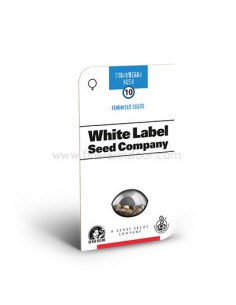 Strawberry Kush Feminizada